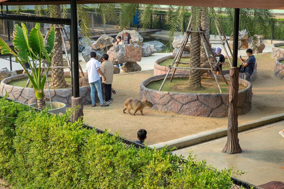 20230801210852_[fpdl.in]_carpincho-zoologico-sriayuthaya-lion-park-enfoque-selectivo_17389-1484_large